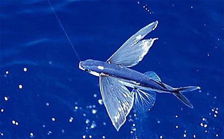 Летучие рыбы